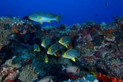 Horizon III Liveaboard - Maldives. 